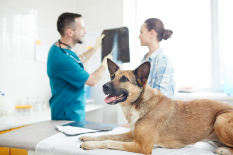 Veterinaire-2